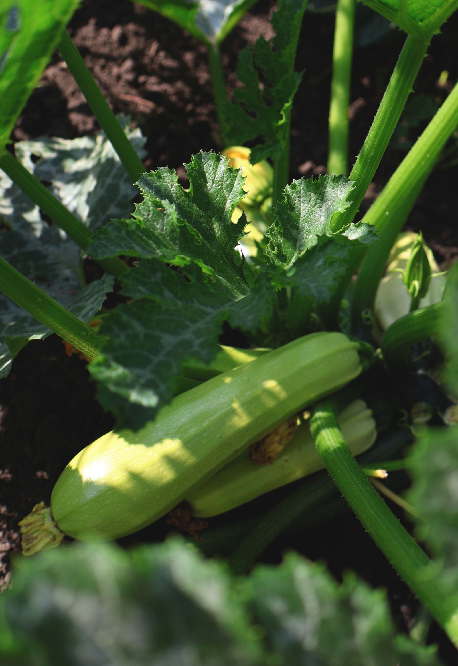 Zucchini im Anbau